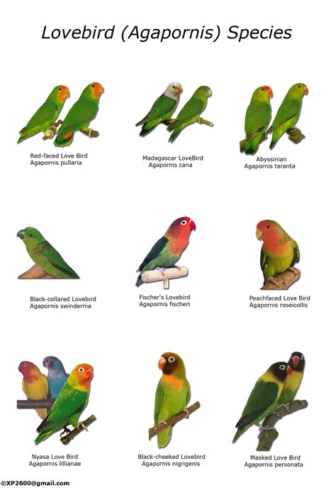 Types Of Lovebirds Chart Pet Birds Parrots Conure Parrots Funny