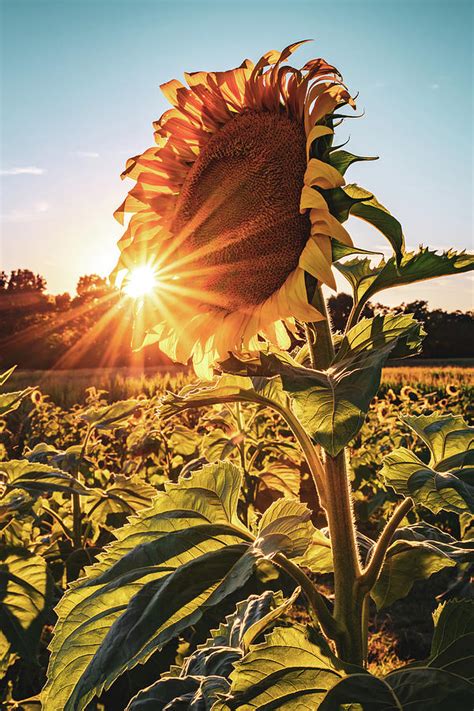 Warm Light Through An Arkansas Sunflower Photograph By Gregory Ballos