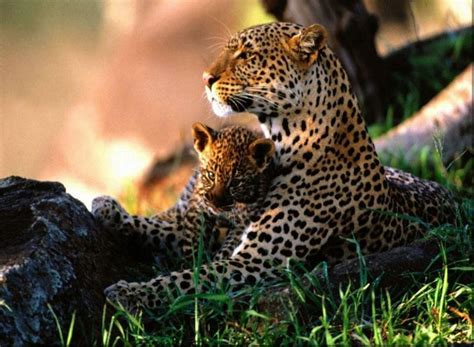 Jaguar With Cub Animal Cubs Photo 29105981 Fanpop