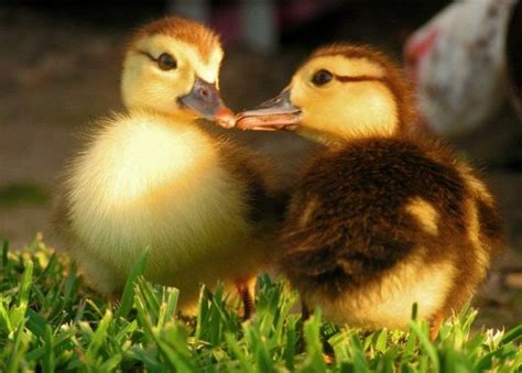 Muscovy Ducklings Animals Kissing Cute Animals Luv A Duck Cute