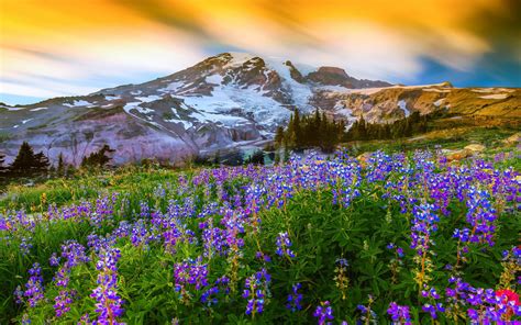 Beautiful Spring Landscape Nature Flowers Mountain Snow Mountain