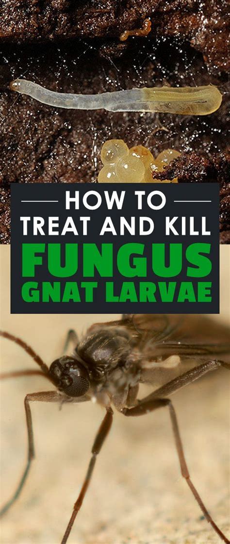 How To Get Rid Of Fungus Gnats In Soil Naturally Stowoh