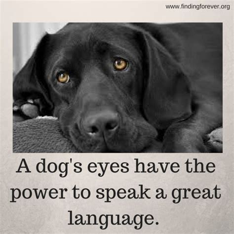 A Dogs Eyes Have The Power To Speak A Great Language And It Is Important