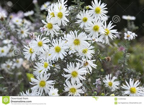 Un'altra delle migliori piante con fiori bianchi per il giardino è senza dubbio la tipica margherita, con il centro giallo o arancio. L'aster Bianco Di Fioritura Di Autunno Dei Ericoides Dell ...