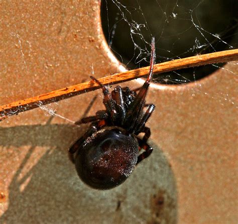 Cobweb Spider Theridiidae By Wanderingmogwai On Deviantart