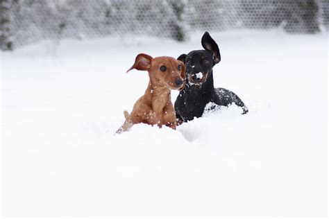 Welcome To Animal Cognizance Its A Dogs Life Snow Layout