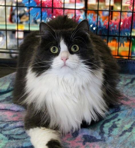 Adopt Angie On Petfinder Long Haired Cats Kitty Adoption