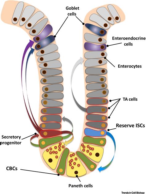 Hierarchy And Plasticity In The Intestinal Stem Cell Compartment
