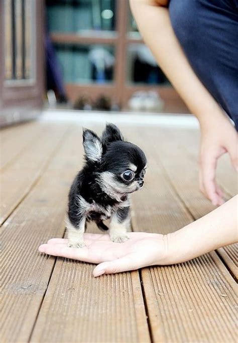 40 Cute Puppy Pictures To Make You Say Aw