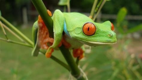 Free Download Animals Frogs Red Eyed Tree Frog Amphibians Wallpaper