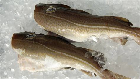 One of the best fish worldwide. Skrei-kabeljauw filet kopen | Seizoen van jan. t/m april ...