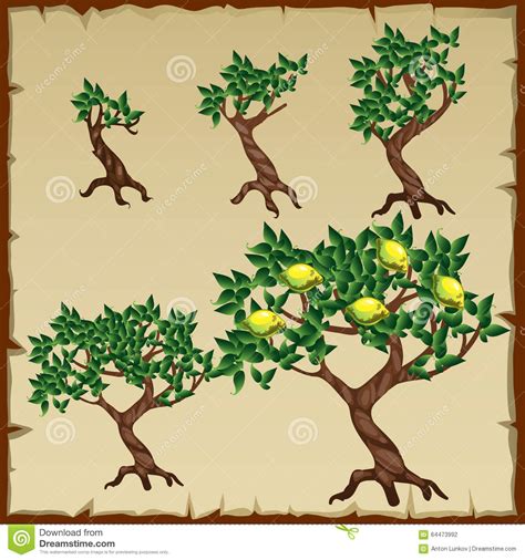 Nitrogen deficiency nitrogen deficiency will limit tree growth and fruit production and is expressed by light green to yellow foliage. Five Icons Growth Stages Of Lemon Tree In The Stock Vector ...