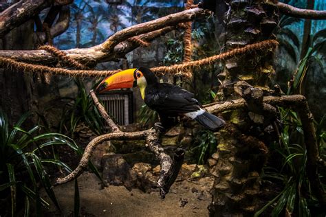 Free Images Forest Bird Wildlife Zoo Jungle Colorful Fauna