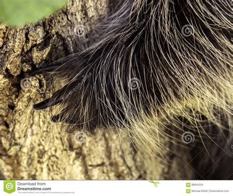 Porcupine Paw Stock Photo Image Of Spine Buckskinman 99644204