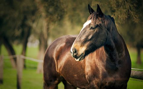 Free Download Beautiful Brown Horse Image Hd Wallpapers 1920x1200 For