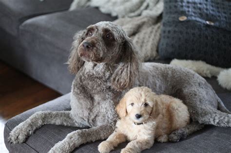 The goldendoodle gained popularity in the 1990's, and breeders soon began developing a smaller goldendoodles by introducing the mini poodle into the breed mix of a golden retriever and a poodle. Goldendoodle Puppy Application for Goldendoodle Breeder of ...
