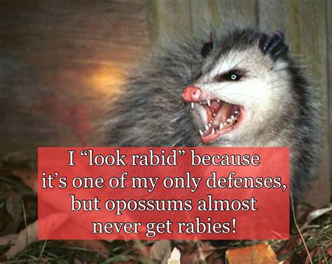 Possum With Rabies