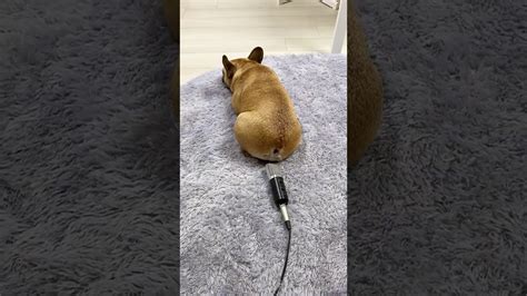 Dog Farts Into Mic And Scares Himself Youtube