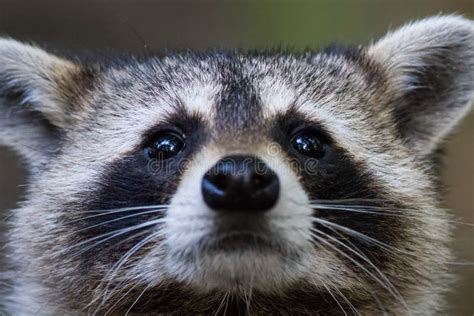 Raccoon Eyes Stock Photo Image Of White Face Black 56381090