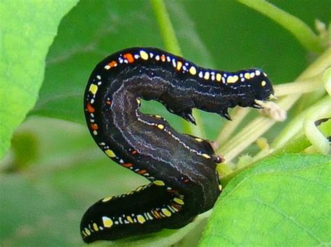 Post a photo on facebook, instagram or twitter with #whatpowersyou and tag caterpillar for the chance to get a $200 cat merchandise gift. colourfull caterpillar - Animal & Insect Photos - Joy's ...