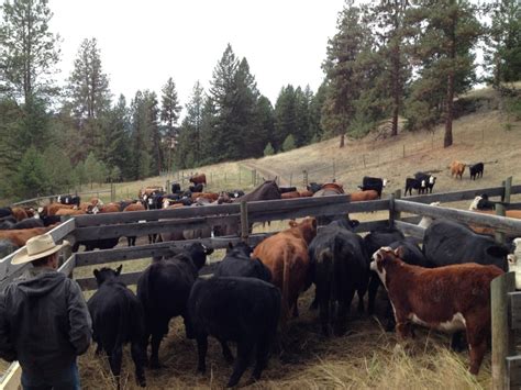 Alberta Beef Producers Life On A Bc Cattle Ranch