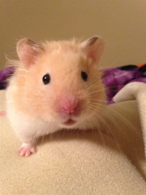 My Hector The Long Haired Cream Banded Syrian Hamster Cute Hamsters