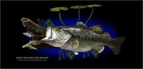 Real Largemouth Bass Fish