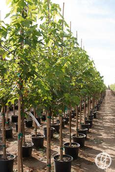Maybe you would like to learn more about one of these? Autumn Fantasy Maple Tree | Garden Gate Nursery