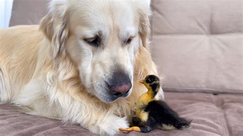 Cute Baby Duckling Thinks The Golden Retriever Is His Mother Youtube