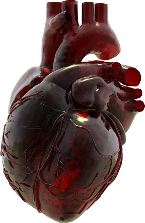 Free Anatomical Heart Png Download Free Anatomical He