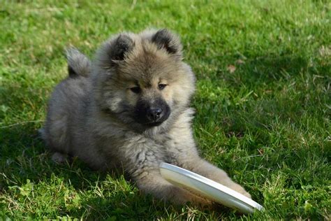Eurasier Dog Breeds Facts Advice And Pictures Mypetzilla Uk