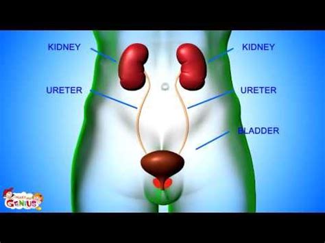 It is called a smooth muscle because, unlike skeletal muscle. Excretory System - Human Body Animation Video - by www.makemegenius.com | Videos Educationals ...