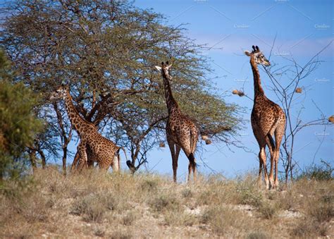 Three Giraffes On African Savanna Animal Stock Photos ~ Creative Market