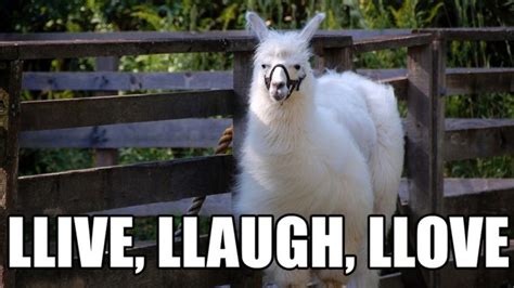 21 Funny Llama Memes If You Dont Need No Drama