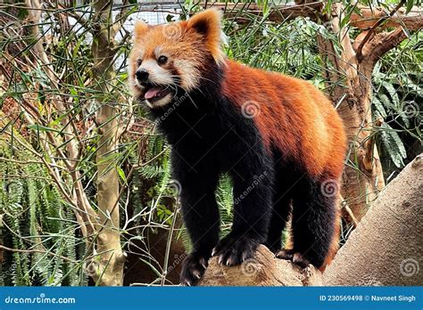 Cute Red Panda Sitting On The Tree In Animal Kingdom Zoo Stock Photo