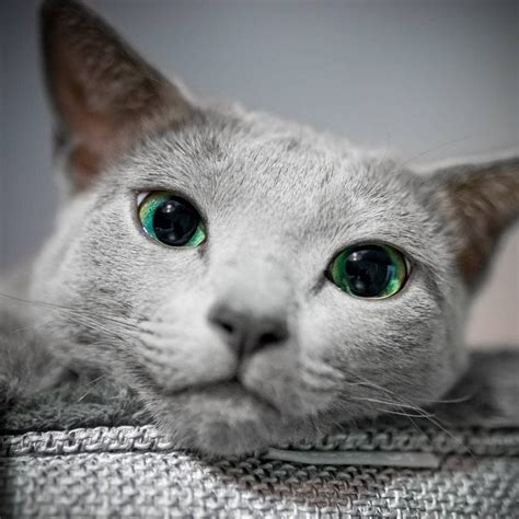 Xafi And Auri Are Two Russian Blue Cat Sisters With Mesmerizing Green Eyes