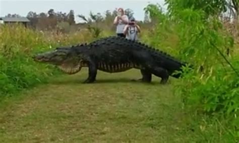 Watch This Video Of A Giant Alligator Going For A Wander In Florida Is