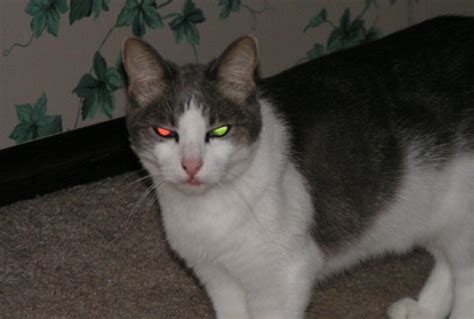 50 fascinating facts about cats. Cats' eye color - Why cats' eyes are so cool