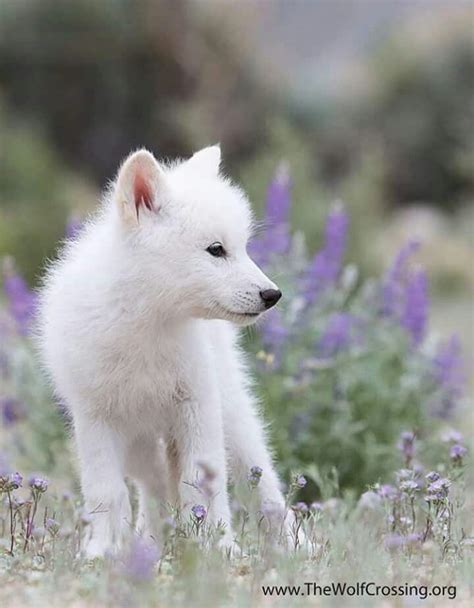 Adorable White Wolf Cub