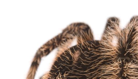 The black widow spider is probably the most venomous spider in north america. Deadly Animals That Live in the Rainforest | Sciencing