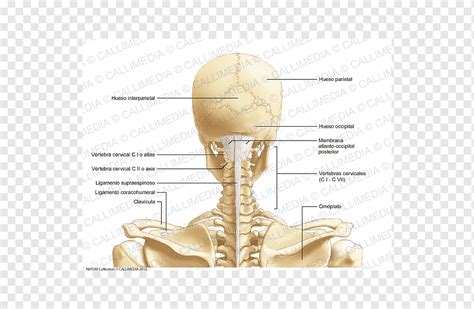 The frontal, parietal, temporal and occipital bones are joined at the cranial sutures. Human Back Of Neck Anatomy : Antique Print Human Anatomy ...
