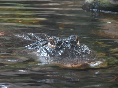 Wetlands Trail Suwannee River Exhibit American Alligator Zoochat