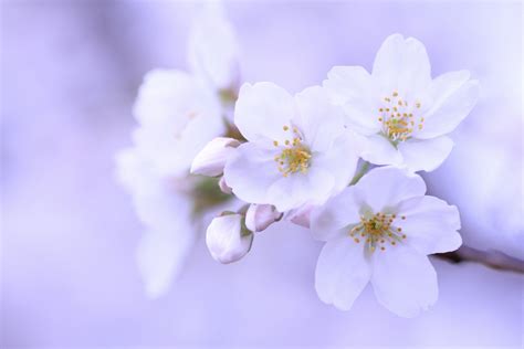 Find & download free graphic resources for sakura tree. sakura cherry tree branch white flower petals buds close ...