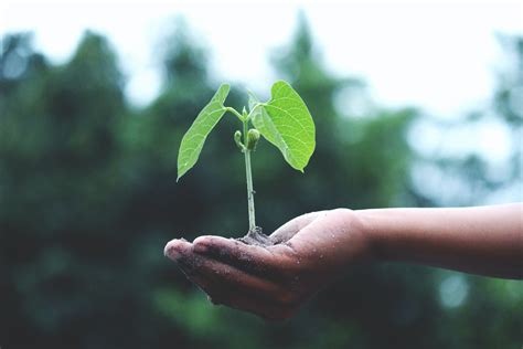 Person Holding A Green Plant · Free Stock Photo