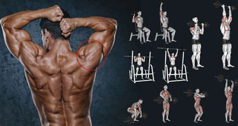 10 Best Muscle Building Shoulder Exercises To Build 3d Shoulders