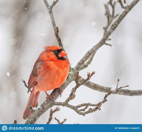 Beautiful Male Cardinal Sitting On Branch On Cold Snowy Day Stock Photo