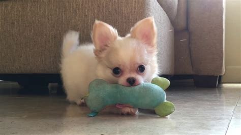 Long Haired White Chihuahua Puppies So Cute Sweetie Pie Pets By
