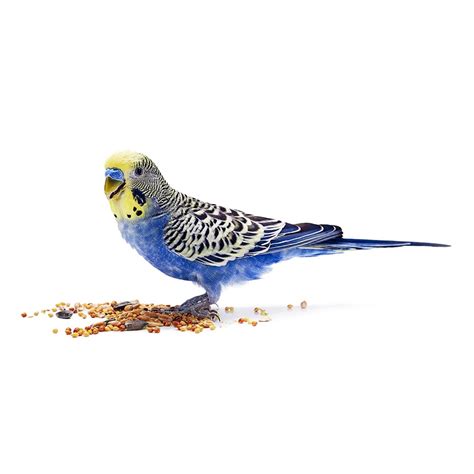 At taj mutt hal, we. Natural Bird Food For Parrots, Budgies, Cockatiels & Other ...