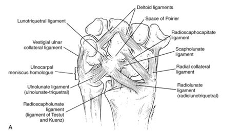 Palmar Wrist Ligaments Diagram Quizlet