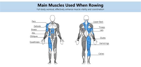 Rowing Machine Workout Before And After My Bios